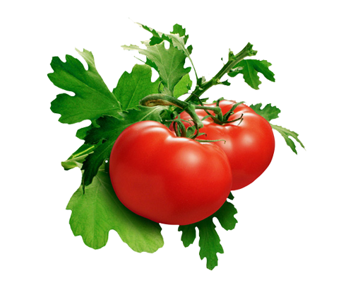 Tomato (Solanum Lycopersicum)